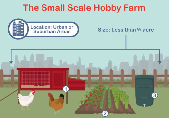 6 Changes You May See as A Hen Ages – Hobby Farms